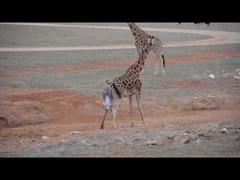 Giraffe Birth at Monarto Zoo