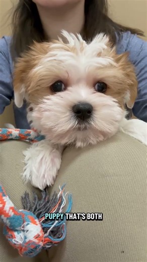 🐶 Meet Venus! The Sweetest Morkie Puppy in Henderson, NV ✨ | Dream Tails Boutique
