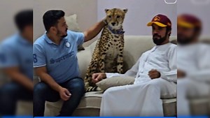 Viral Video: Man Learns the Hard Way Not to Mess with Cheetahs