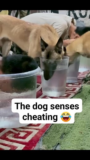 Smart dog #dog #doglover | Sylvia Uhuo