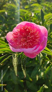 Large big peony flower with large petals of pink crimson red color with stamens and green leaves close-up. Beautiful blossoming of beautiful Peony flower. Flower peony blossom in spring Vertical