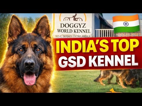 German Shepherd Kennel in India | Doggyz World Ambala