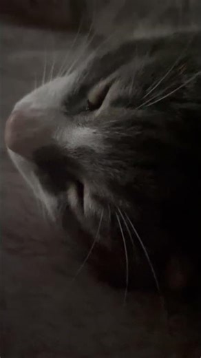 Kitty catty she’s pregnant to😭 #babydoll #cats