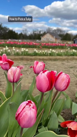 We went to ar Lorenze Farm this past weekend! A tulip farm! I couldn’t stop picking them!!! 🌷🌷🌷#lorenzenfarm #tulips #tulipseason #tulipsedit #spring #springflowers #springtime #zone7 #zone6 #hey_honeysuckle #heyhoneysuckle #tracycrosland #spartatn #cookevilletn #uppercumberland #cottagegardening