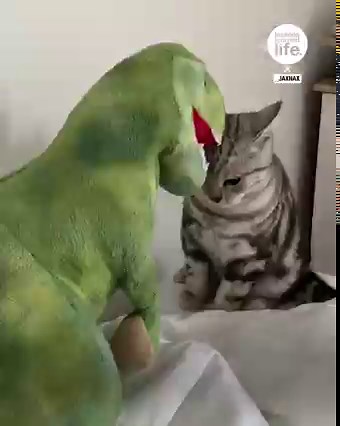 This cat has got moves that we've never seen before 🦖😹 | Lessons Learned In Life