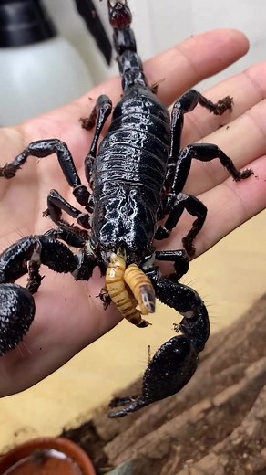 Male Emperor Scorpion Dining on Super Worms | Exotic Pet Feeding Time
