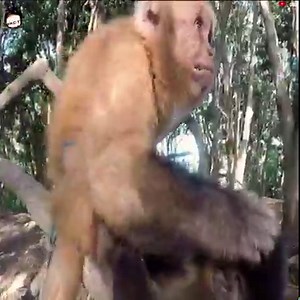 688K views · 936 reactions | 10 Rare amazing monkeys in the world | Facts that will blow your mind | Facebook