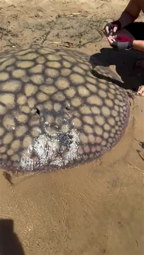 Giant Freshwater Stingray Research on Paraná River
