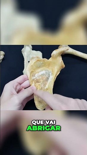 Estrutura da Escápula: Face Anterior e Posterior com Músculos Associados Aula de Anatomia humana