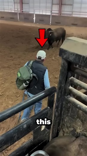 Bull Charges to Reunite with Old Friend