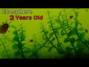 An Alien ECOSYSTEM inside a JAR │ Ecosphere - 2 Year Update