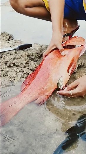 Shocking! Big Red Fish EATS Another Whole Fish Alive? 😱🐟