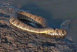 The Most Snake-Inhabited Rivers in Kansas