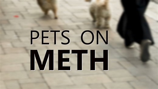 News Channel 3 In-Depth: Pets on Meth