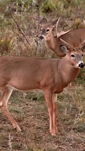 Massive Buck Hunt Success | One Clean Shot#buckhunting#buckbeak #deerhunting#huntinglife#bowhunting