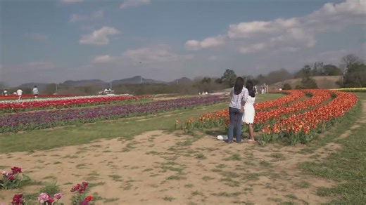 Enjoy the Tulip Festival while they are still in bloom