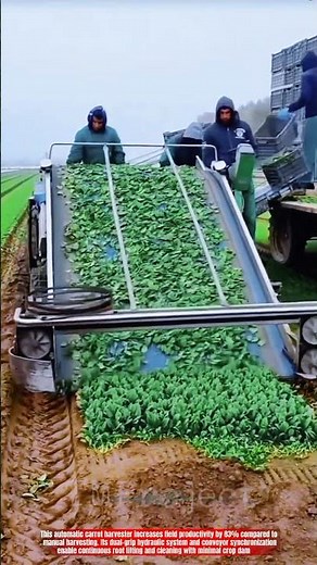 Innovative Carrot Harvester Machine: Best Efficient Root Extraction System
