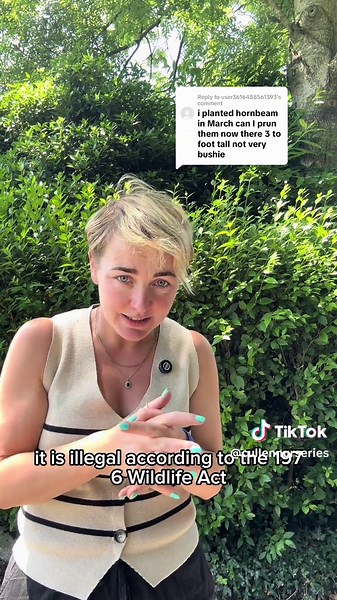 When to Prune Newly Planted Hedges Guide