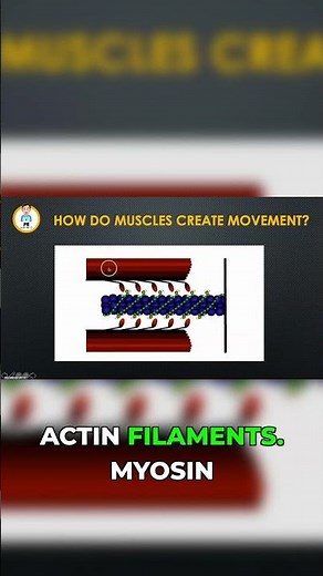 How Muscles Move: Myosin & Actin in Action!