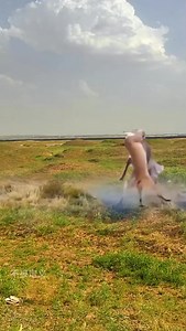 Wow amazing fighting by animals #jangal #buffalo #tiger #jackals #lion #girfee # #animals #deer #crocodile #elephant please like shere & follow | animal 201