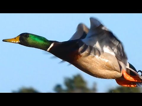 Mallard duck quack / call sounds, flying, bathing