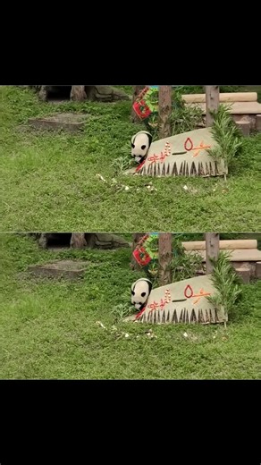 Sleepy panda nods its head#panda #pandalover #babypanda