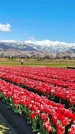 春の四重奏と富山の絶景
