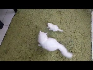 mother cat attack kitten