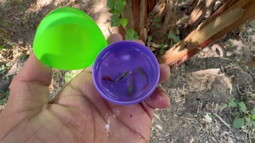 #viralvideos #catch #shorts #fish #tik_tok