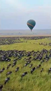 Aerial views of the Great Migration in Serengeti National Park