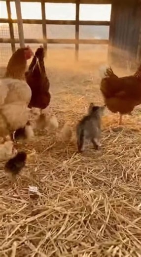 Cute Farm Kittens and Hens Interacting on Farm