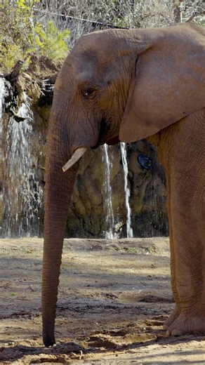 Titan is acclimating well! 🐘 The newest addition to our African Savanna is enjoying opportunities to explore his new home. Titan, the 16-year-old adult male African elephant who arrived at Zoo Atlanta from the Sedgwick County Zoo in Wichita, Kansas, has been discovering our elephant complex's outdoor habitats this week. While there's not yet a guarantee of seeing him, many of our Members and guests have already been treated to sightings. Titan has showed much positive curiosity toward the other