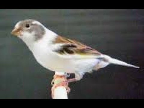 chant de canari d oujda morocco