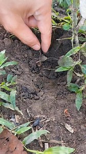 Amazing Finds. #metaldetecting | GO finder