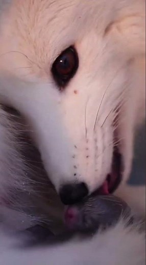 Arctic Fox Giving Birth 🦊❄️ | Heartwarming Winter Wildlife Moment