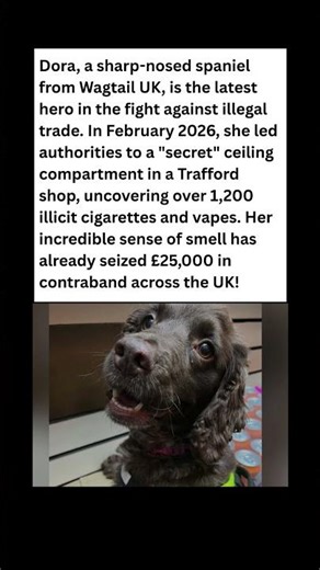 Dog vs. Secret Ceiling Stash! 🐕💨 #dog #news #shorts
