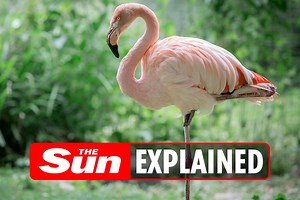 Why do flamingos stand on one leg?