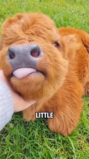 Animals Time | YT | Highland Cow: The Majestic Furry Icon of the Highlands ❤️🐮 Follow me @animalstimeofficial Credit agrippin raymond | Instagram