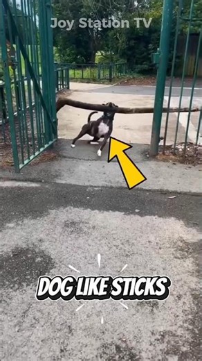 This Is Why Dogs Always Pick Up Sticks #shorts #funny #dog #fyp