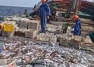 106K views · 263 reactions | How do people catch fish?  | Media 5 | Facebook