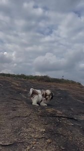 Walk Like A King 👑🔥 . . . #cutepuppy #shihtzu #shihtzupuppy #puppylove #shihtzuhairstyle #shihtzuking #king #lion # #dogmorningroutine #goodvibes #playtime #dogplaying #shihtzuplay | Shizu Vlogs