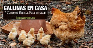 Como Tener Gallinas En Casa : 7 Consejos Para Empezar - Ideas Verdes