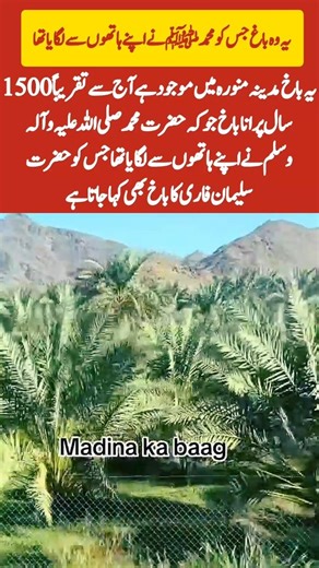 وہ باخ جس کو حضور صلی اللہ علیہ وآلہ وسلم نے اپنے ہاتھوں سے لگایا تھا #islamicvideo #shorts #viral