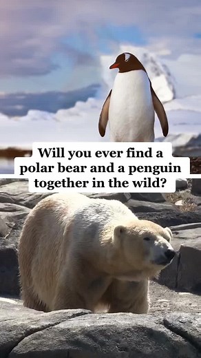 Polar Bears and Penguins: Why They Never Meet
