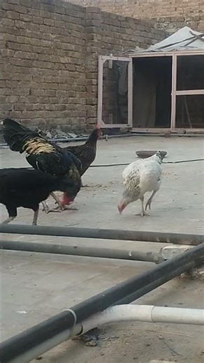 my chickens at home Good Feed, Good Eggs!“It’s feeding time — and the ladies can’t wait! 🐔🍽️