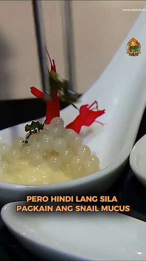 Snail farming-Isang tahimik pero lumalaking industriya  #marynxdailyfacts #snailfarming #DidYouKnow | MarynX Daily Facts | Facebook