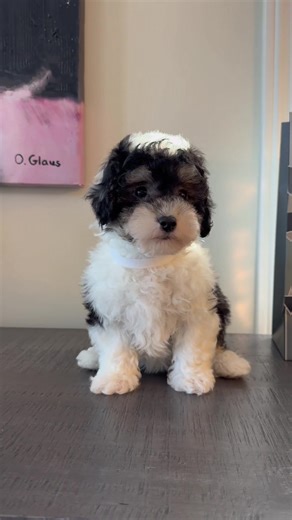 Beautiful tri colour bichon poodle that you can't miss She is super playful in person well socialized Toronto puppy ♥️ #tricolor #tiktok #fypシ
