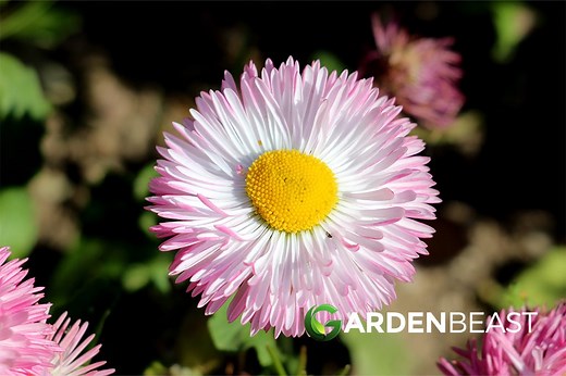 English Daisy Guide: How to Grow & Care for “Bellis Perennis”