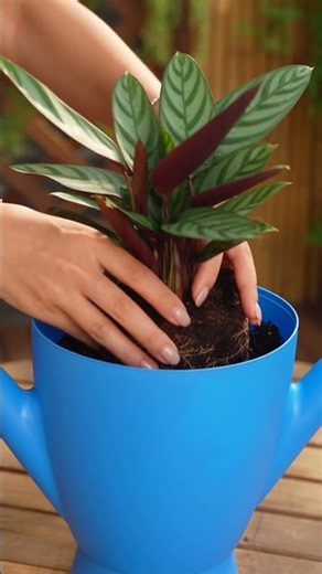 ¡De envase de plástico a maceta de lujo! 🌸♻️✨
