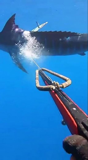 Spearfishing in Open Ocean #spearfishing #fishing #fishcatching